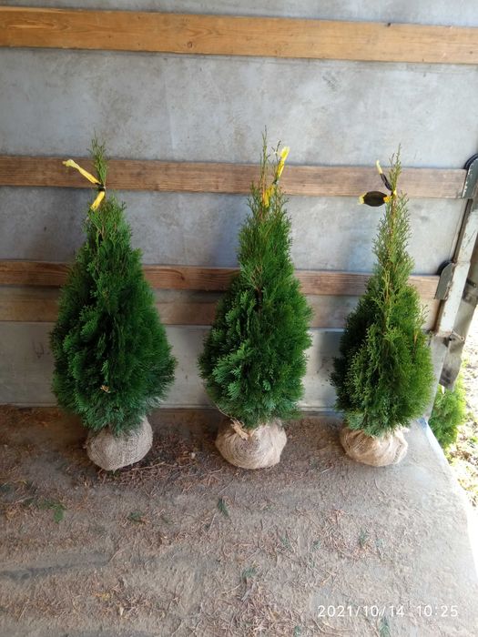 Tuja, tuje szmaragd brabant,kurnik, kolumna, tuje do 300cm, SADZIMY