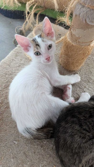 Gatinhos para adoção responsável