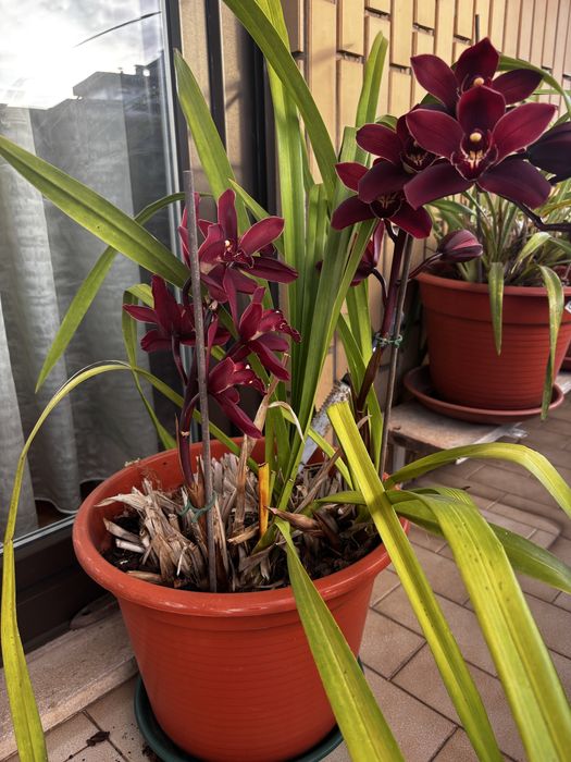 Orquidea em flor cor vermelho escuro