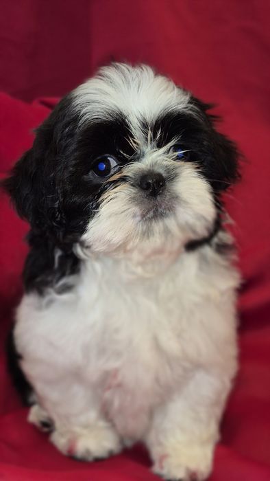 Shih Tzu suczka czarno -biała
