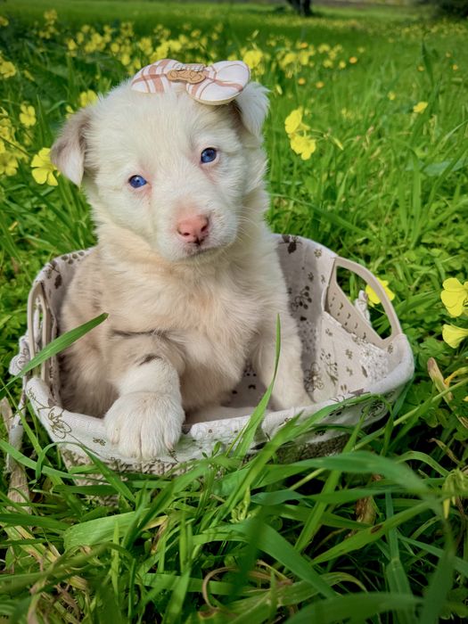 Menina border collie red merle olhos azuis