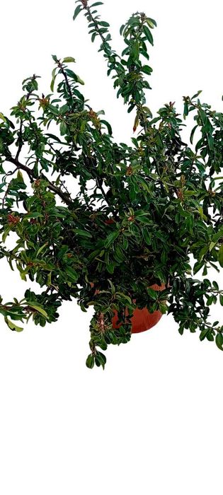 Pyracantha Coccinea arbusto para sebes