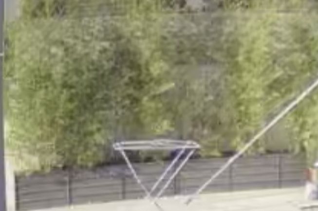 Canas bambu para plantar