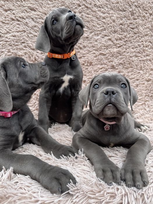 Чудові дівчата! Родовід! Документи  клубу UCl.