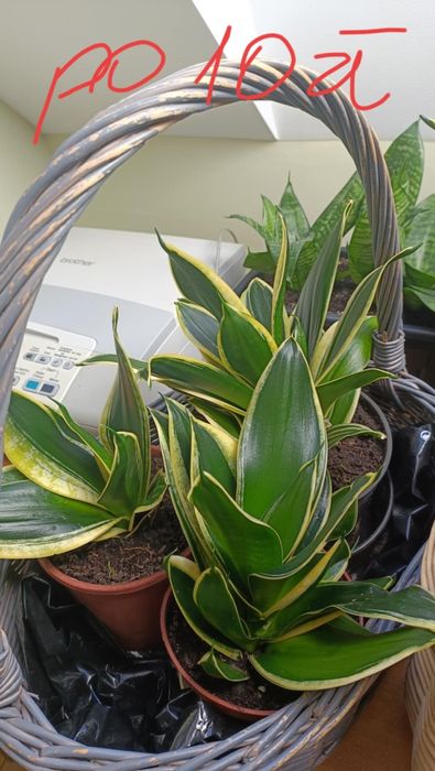 Sansewiera - kwiat doniczkowy