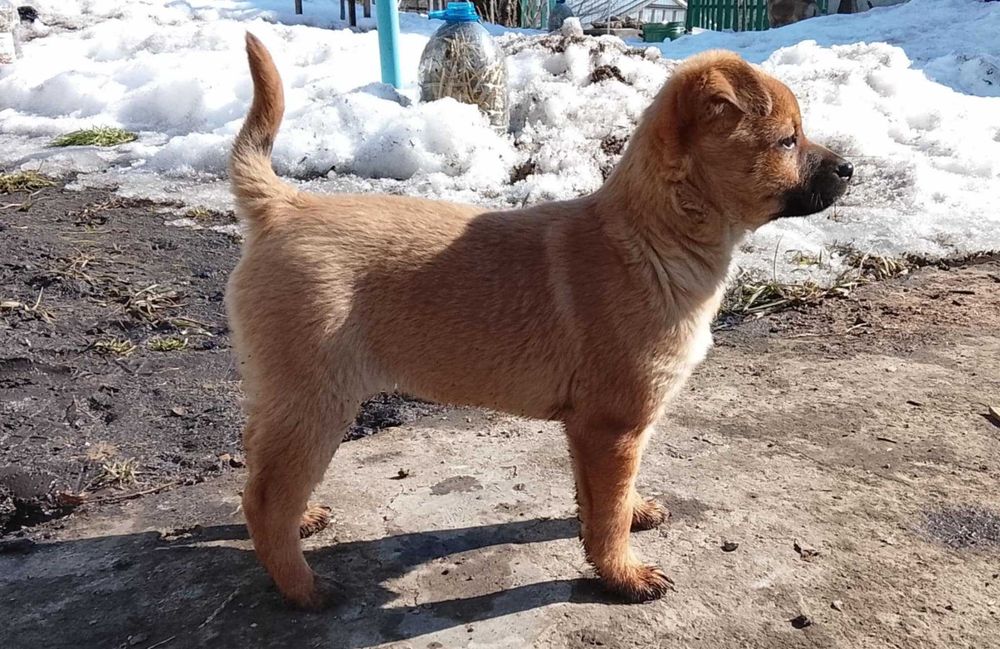 Цуценя невеличкої бездомної собачки