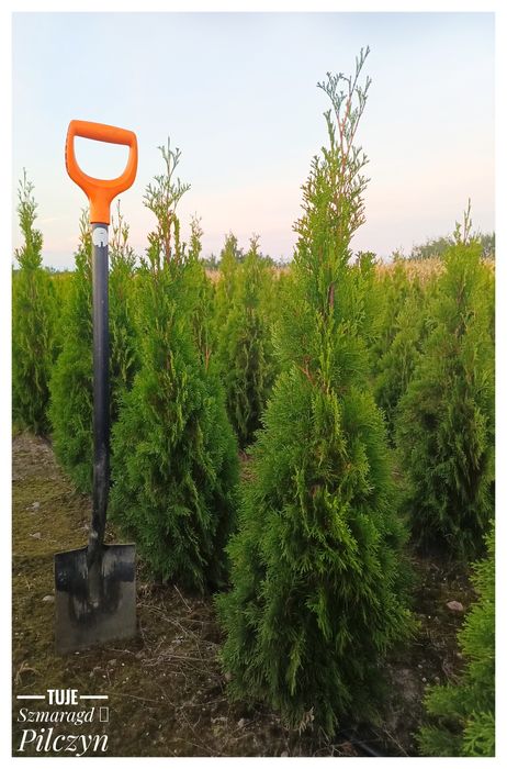 Tuje szmaragd/ Stary Pilczyn