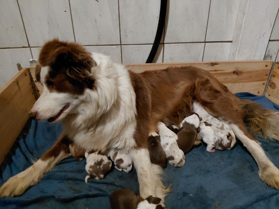 Border collie piesek fci zkwp