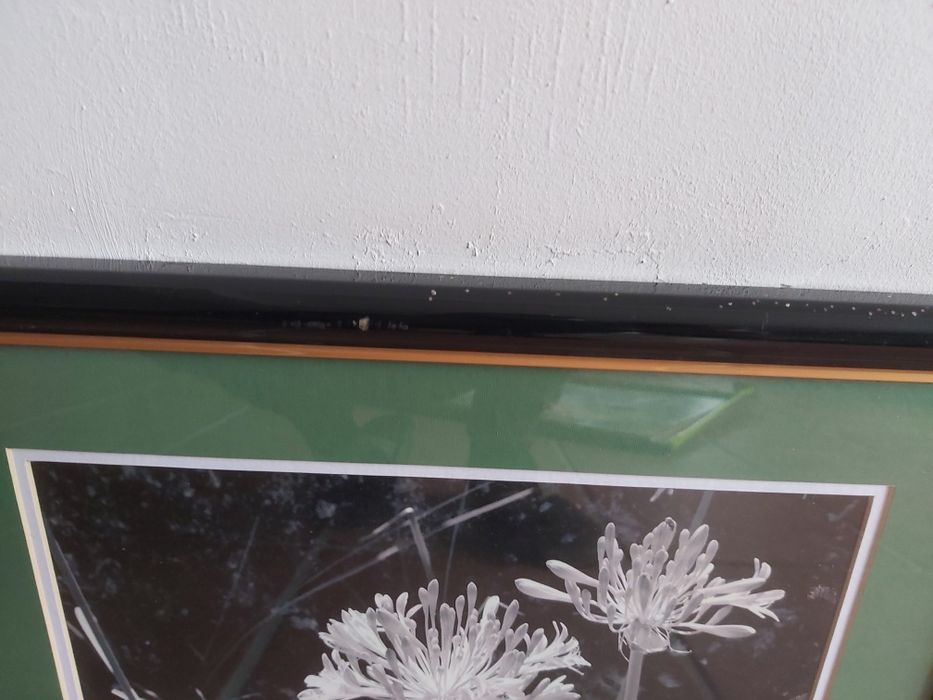 Quadro Agapantos fotografia 42x30cm