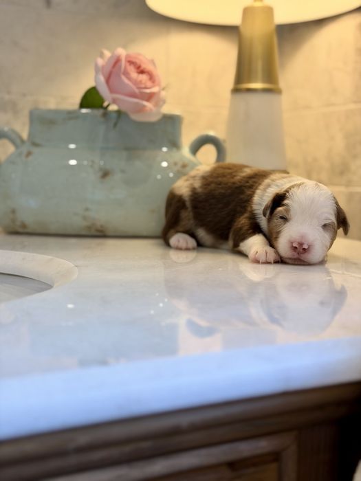 Miniaturowy Owczarek Amerykański pies red merle