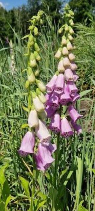 Naparstnica purpurowa