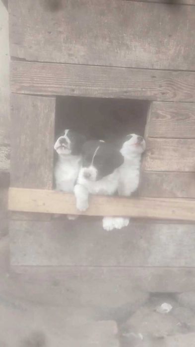 Щенки в хорошие руки