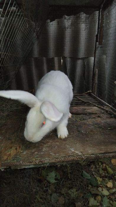 Кролик  молодий.