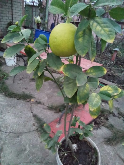 Лімон дерево крупноплодний