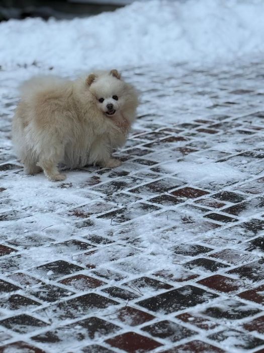 Дівчата померанського шпіца