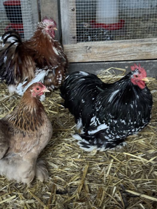 Kochin karzełek czarny, czarny nakrapiany, porcelanowy (miniaturowy)