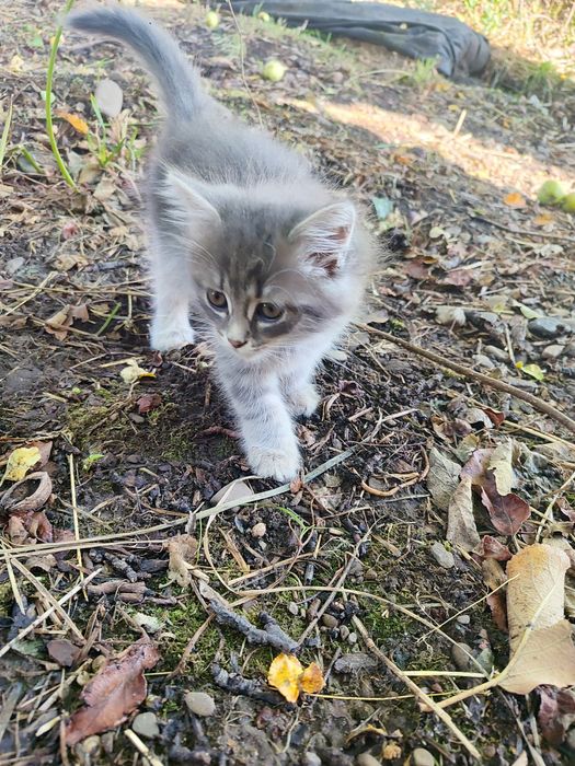 Кошенята в добрі руки