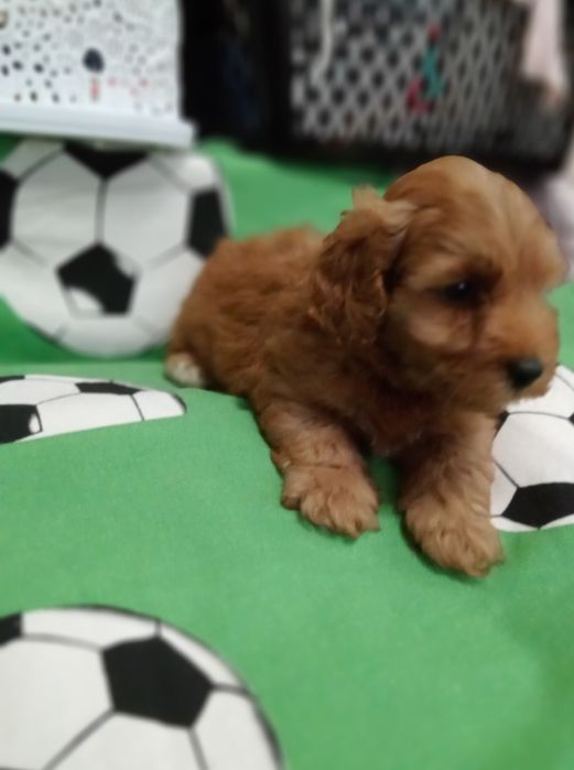 Мальтіпу,чудовий хлопчик.