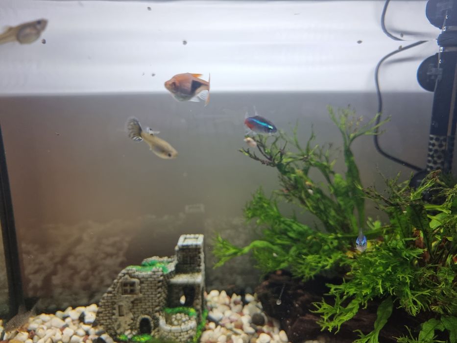 Aquario de agua quente 60L