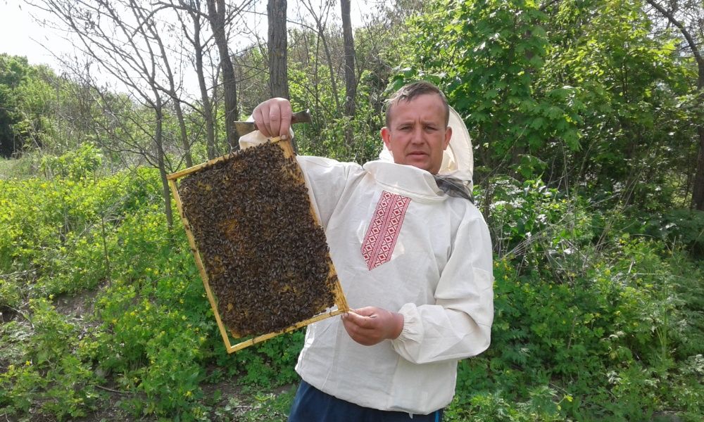 Продам бджоли на українську або дадан рамку бджолосімї УС в 2026р