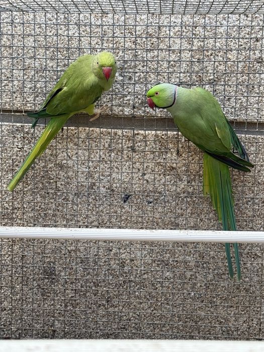 Casal Ring Necks verde reprodutor