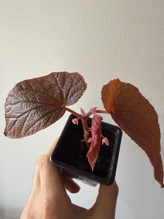 Begonia Maurice Amey