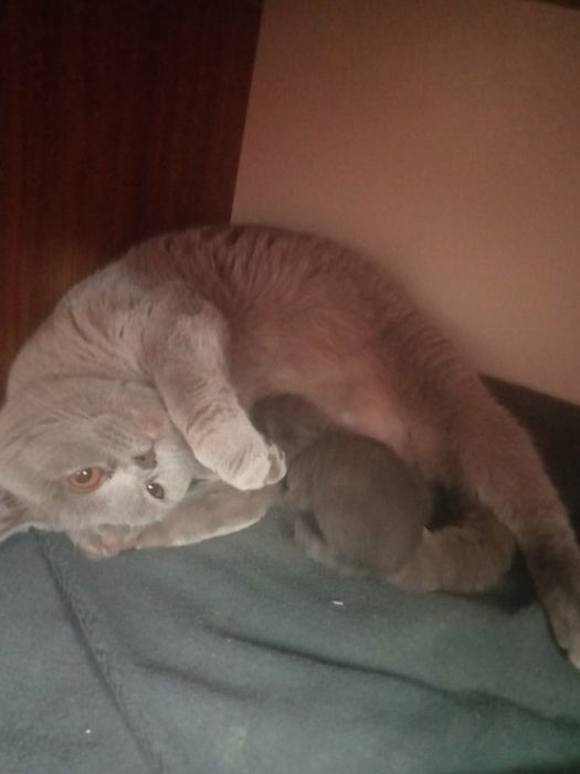 Вязка только прямоухие