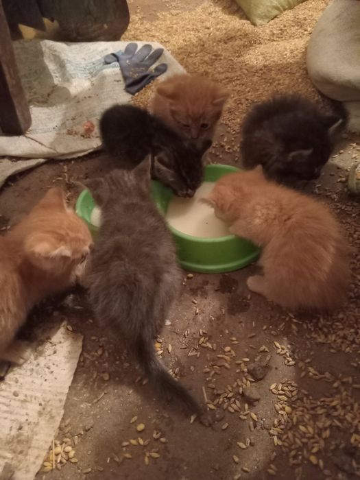 Маленькі кошенята відам у добрі руки.