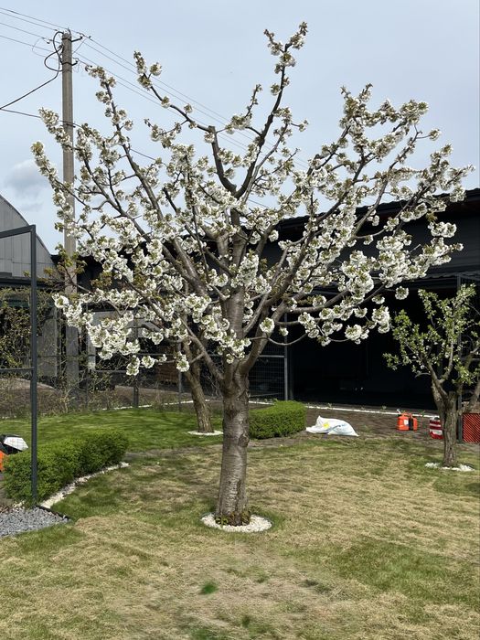 Професійна обрізка вашого саду, Кронування, Зріз, Дроблення, Обробка