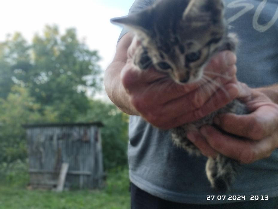 3 кота в добрі руки
