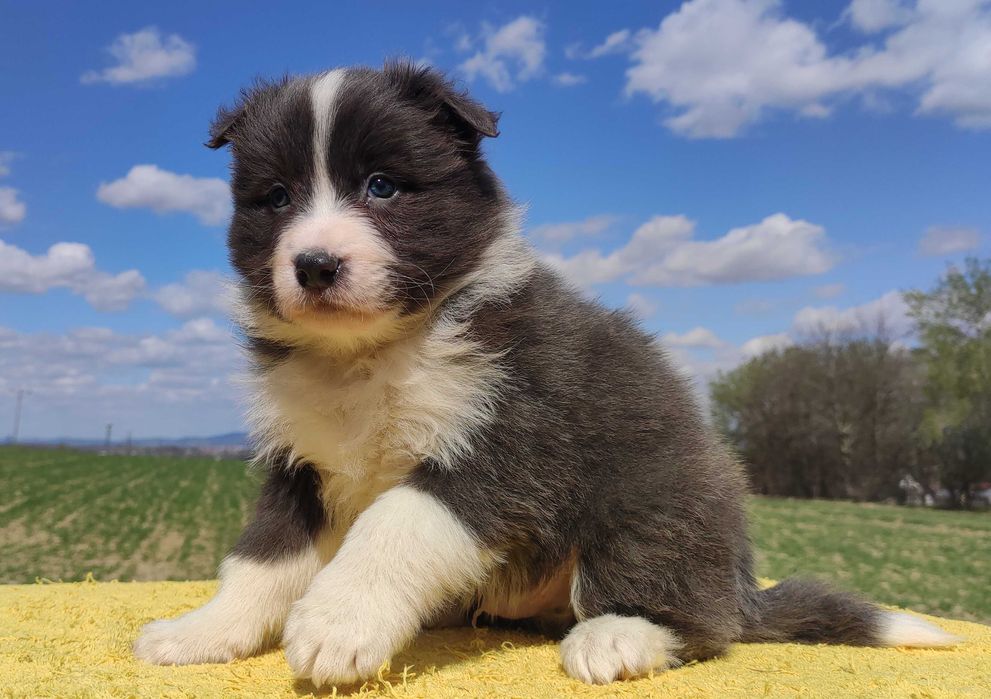 Rasowy Pies Border Collie maści BLUE - Szczeniak WILCZEK z pełną dok. z hodowli
