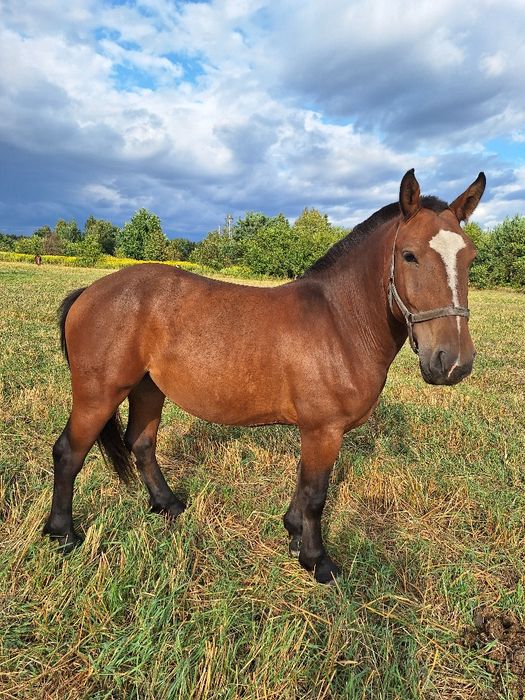 Młoda klacz na sprzedaż
