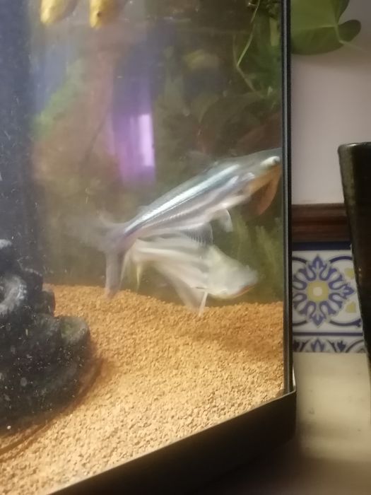 peixe para aquário
