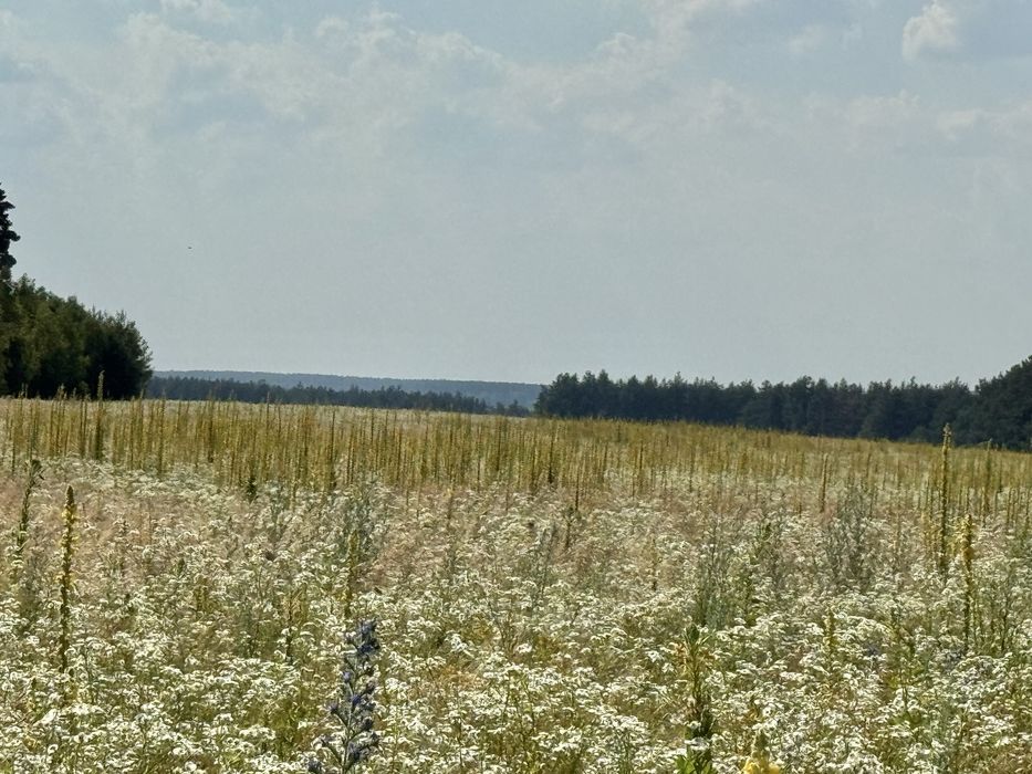 Земельна ділянка 27 га! Андріївка.