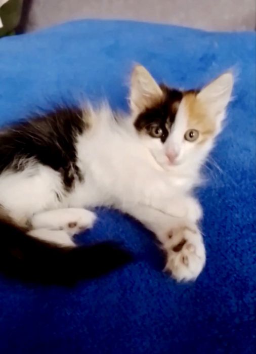 Котята ищут семьи / кошенята шукають родини