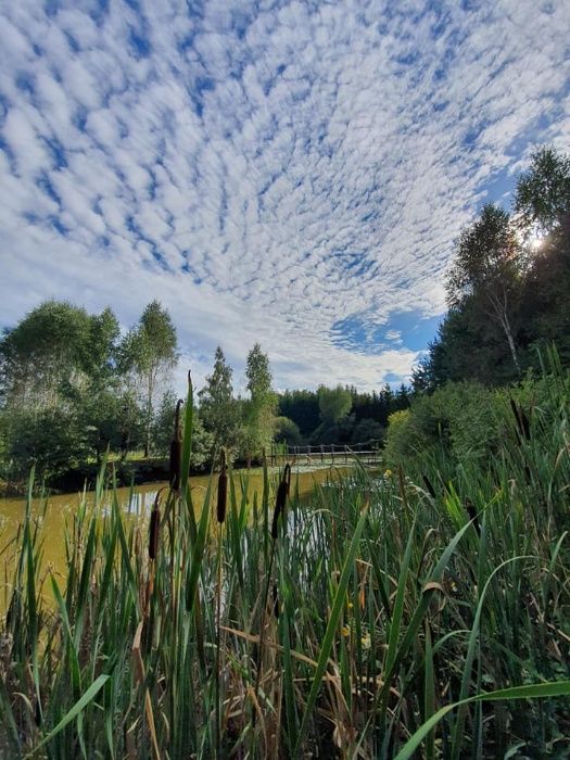 Domki letniskowe  nad stawem   w województwie Warmińsko-Mazurskim