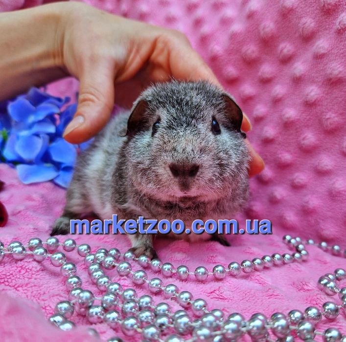 Морская свинка,морские свинки,морська свинка теддi,морськi серебро