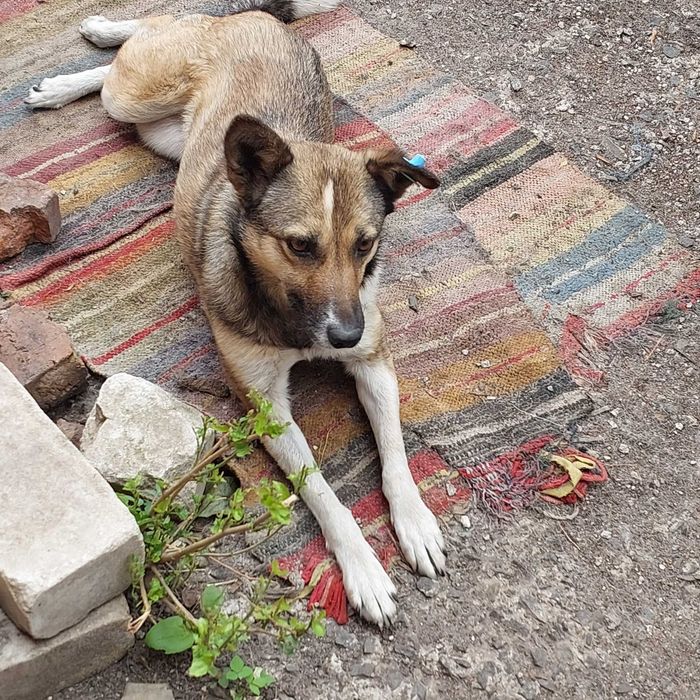 Собака Мая шукає нову родину