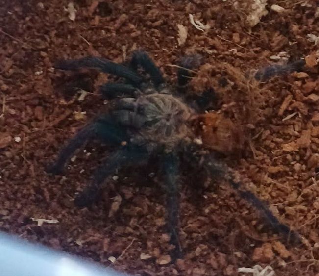 Chromatopelma cayenepobouscens samica