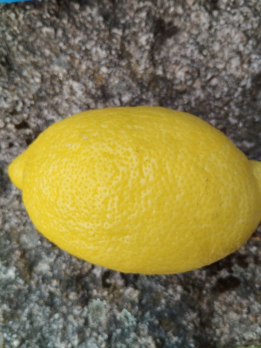 Limões - produção caseira