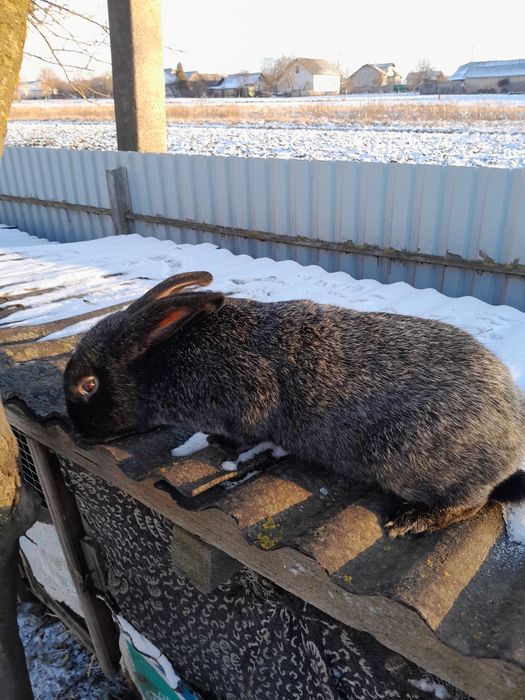Порода полтавське срібло.