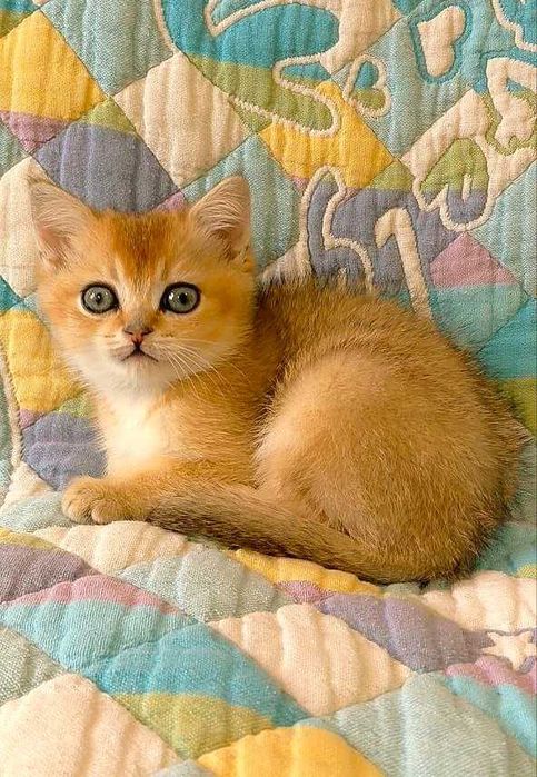 Шотландские котята (ЗОЛОТАЯ ШИНШИЛЛА)