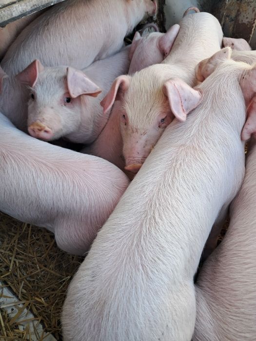 Поросята домашні.