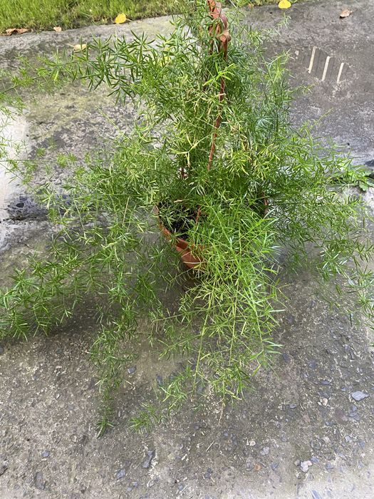 Продаж вазонків.        .