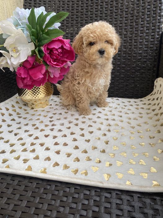 Мальтіпу мікро і міні