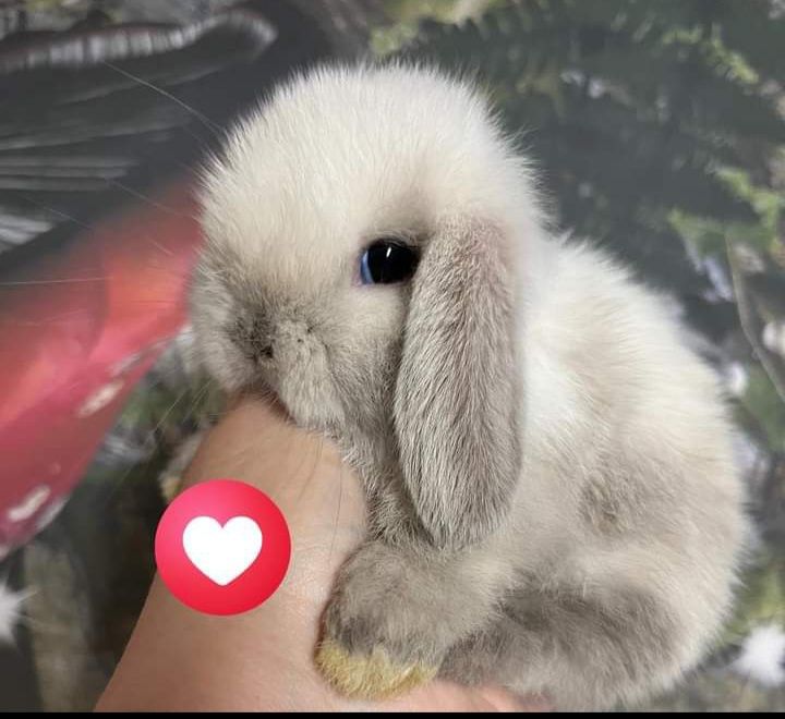 Kroliczki mini lop miniaturka hodowla zarejestrowana