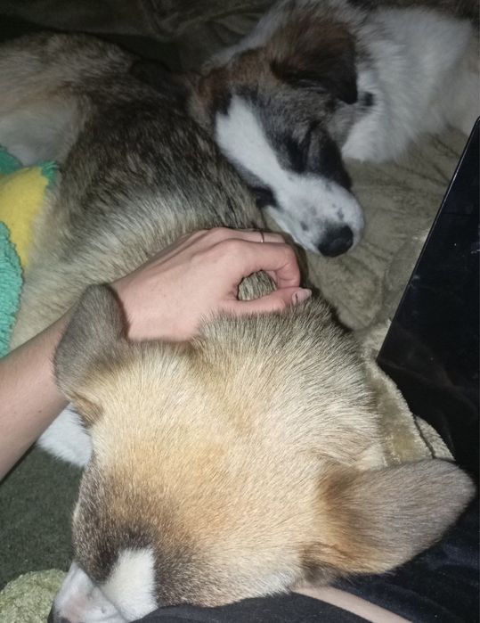 Собаки метиси шукають дім