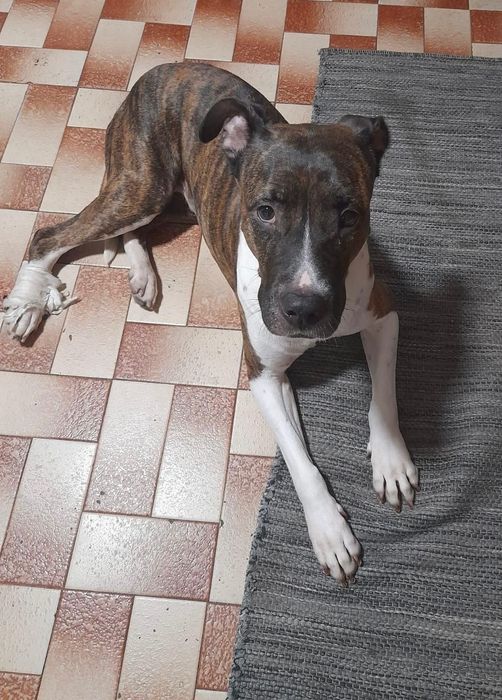 Cadelinha raçada de pitbull