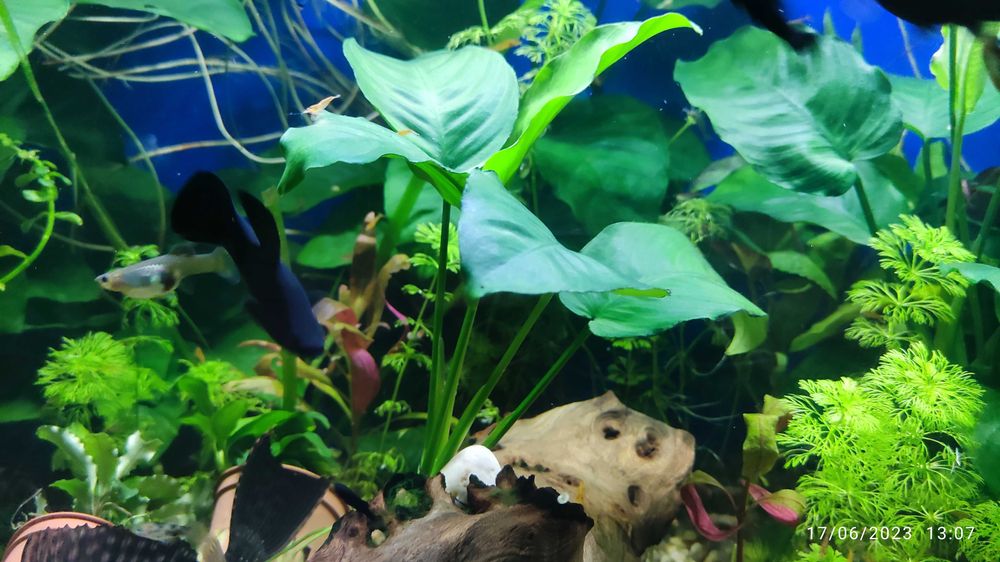 Planta Aquário - Anubias barteri