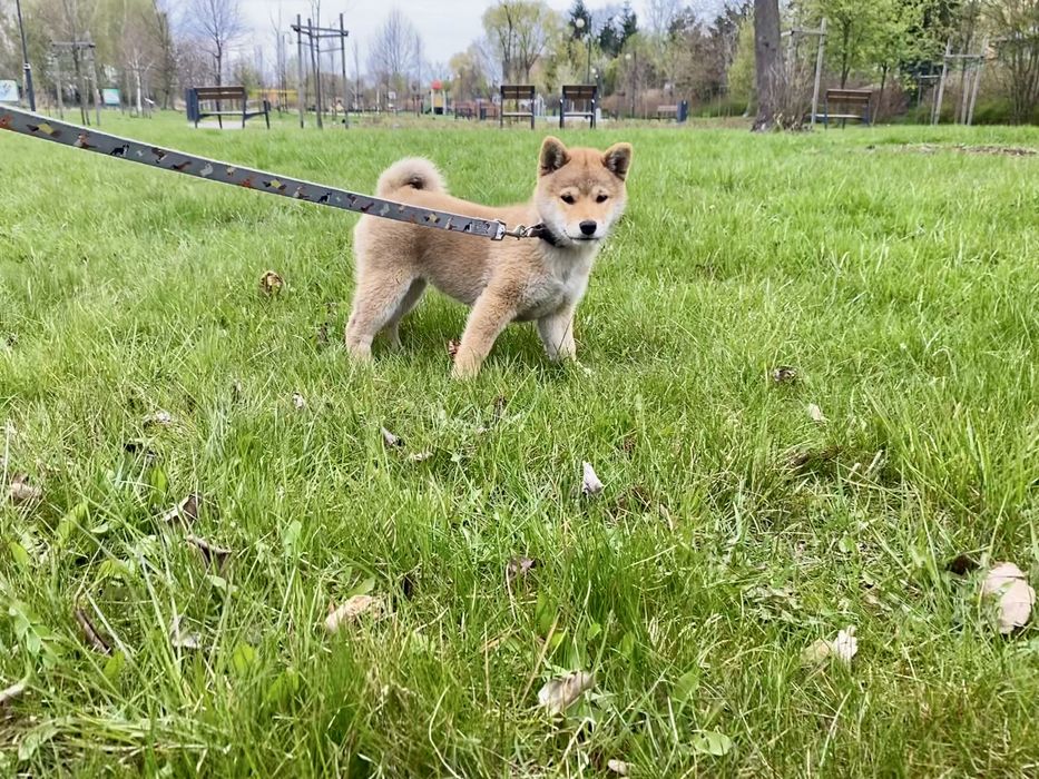 Shiba inu suczka